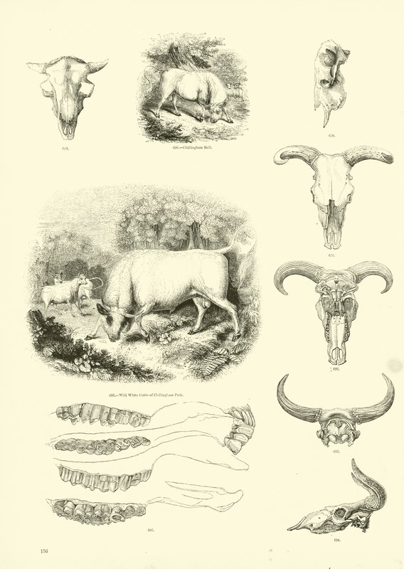 Side fra The Pictorial Museum of Animated Nature av English School