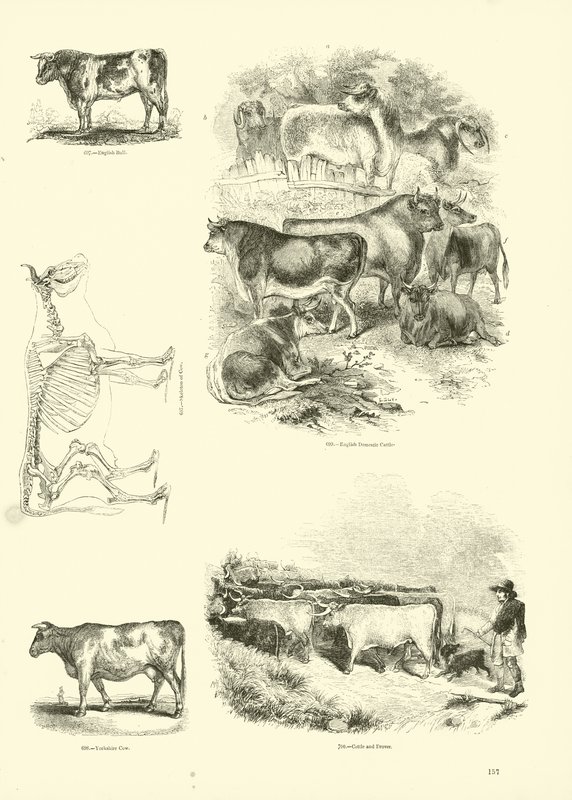 Side fra The Pictorial Museum of Animated Nature av English School