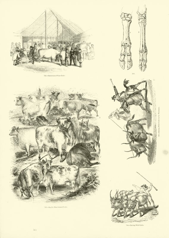 Side fra The Pictorial Museum of Animated Nature av English School