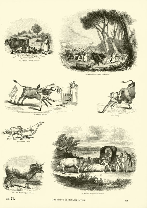 Side fra The Pictorial Museum of Animated Nature av English School
