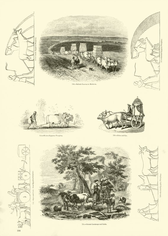 Side fra The Pictorial Museum of Animated Nature av English School