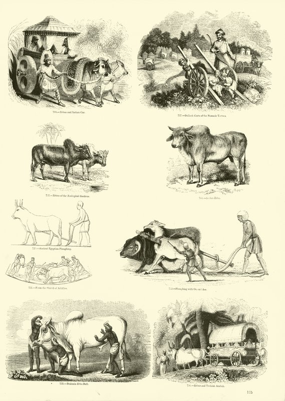 Side fra The Pictorial Museum of Animated Nature av English School