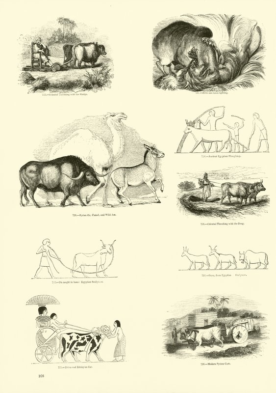 Side fra The Pictorial Museum of Animated Nature av English School
