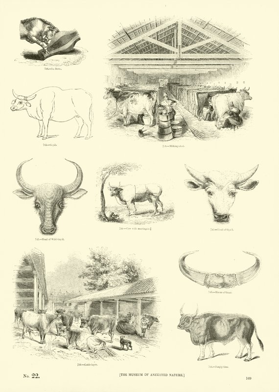 Side fra The Pictorial Museum of Animated Nature av English School