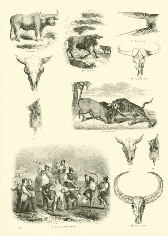 Side fra The Pictorial Museum of Animated Nature av English School