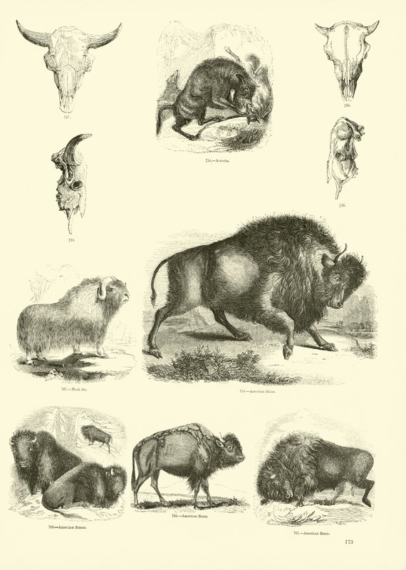 Side fra The Pictorial Museum of Animated Nature av English School