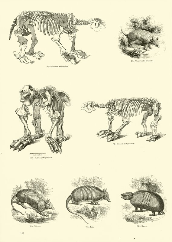 Side fra The Pictorial Museum of Animated Nature av English School