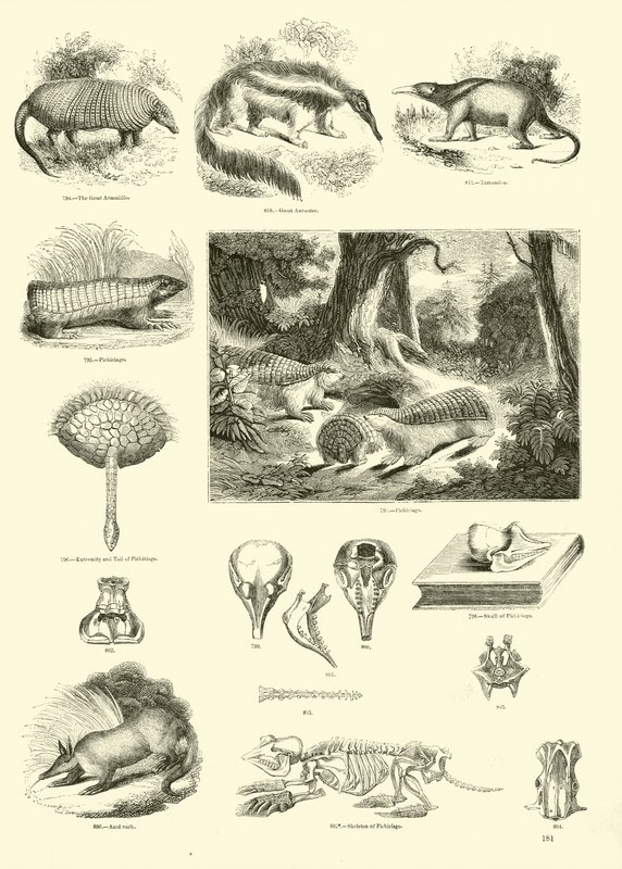 Side fra The Pictorial Museum of Animated Nature av English School