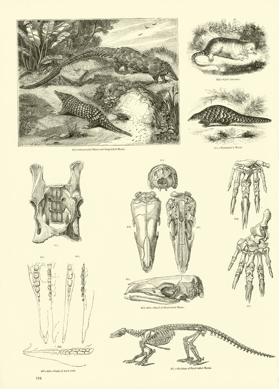 Side fra The Pictorial Museum of Animated Nature av English School