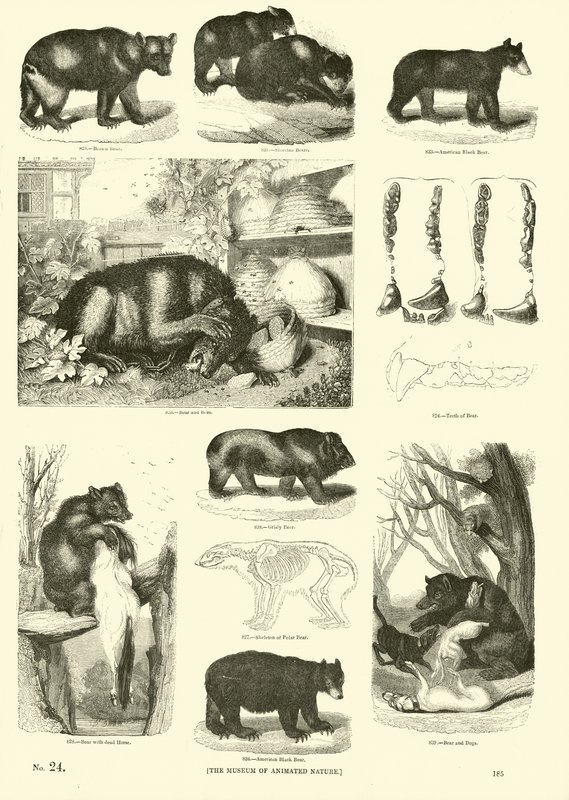 Side fra The Pictorial Museum of Animated Nature av English School