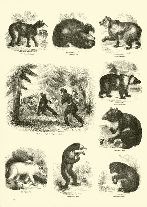 Side fra The Pictorial Museum of Animated Nature av English School