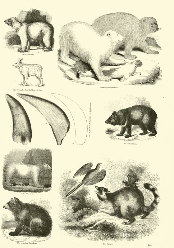 Side fra The Pictorial Museum of Animated Nature av English School