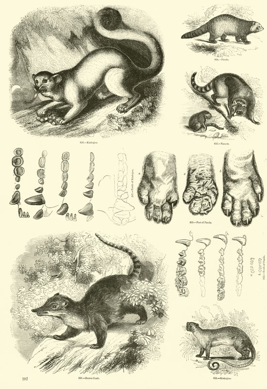 Side fra The Pictorial Museum of Animated Nature av English School