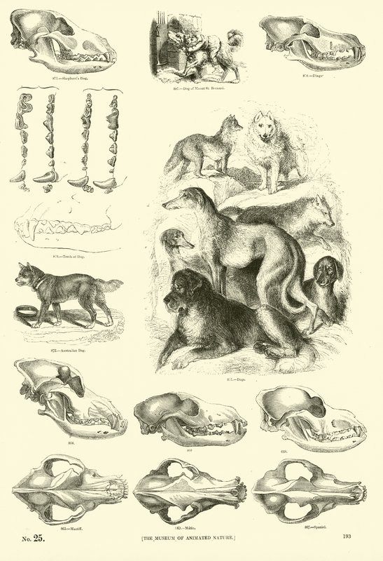 Side fra The Pictorial Museum of Animated Nature av English School