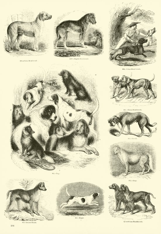 Side fra The Pictorial Museum of Animated Nature av English School