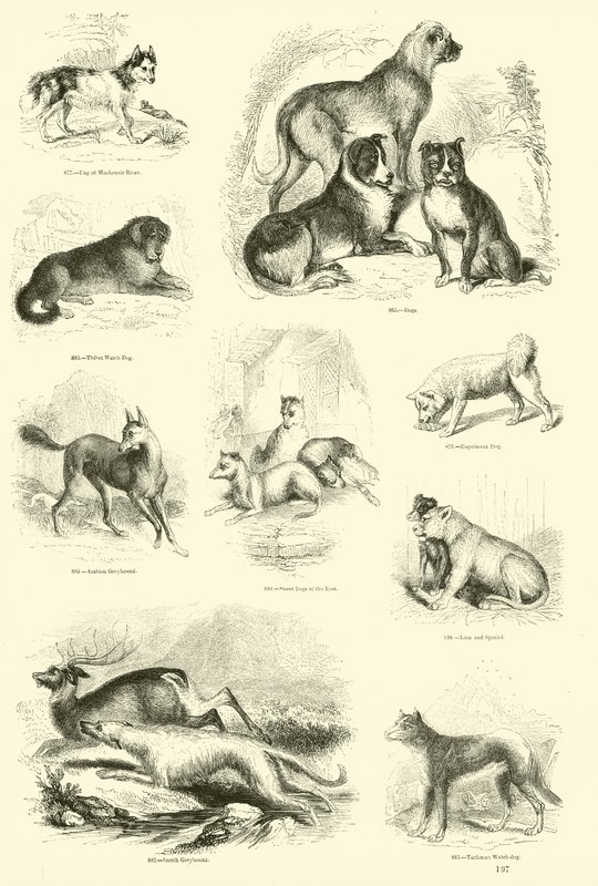 Side fra The Pictorial Museum of Animated Nature av English School