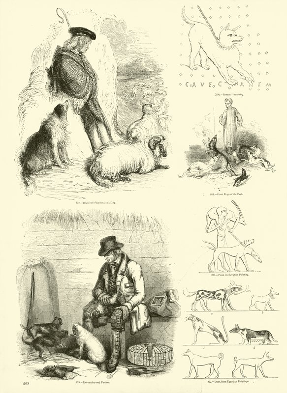 Side fra The Pictorial Museum of Animated Nature av English School