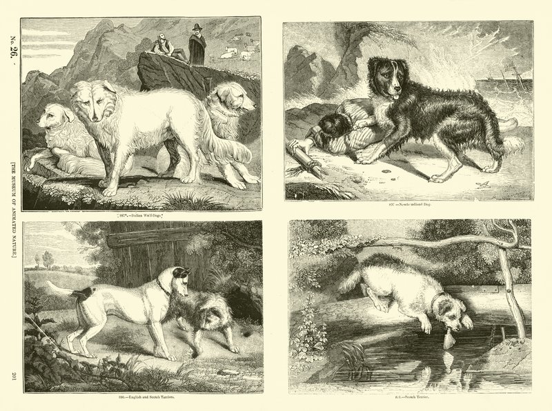 Side fra The Pictorial Museum of Animated Nature av English School