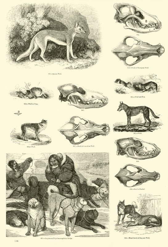 Side fra The Pictorial Museum of Animated Nature av English School