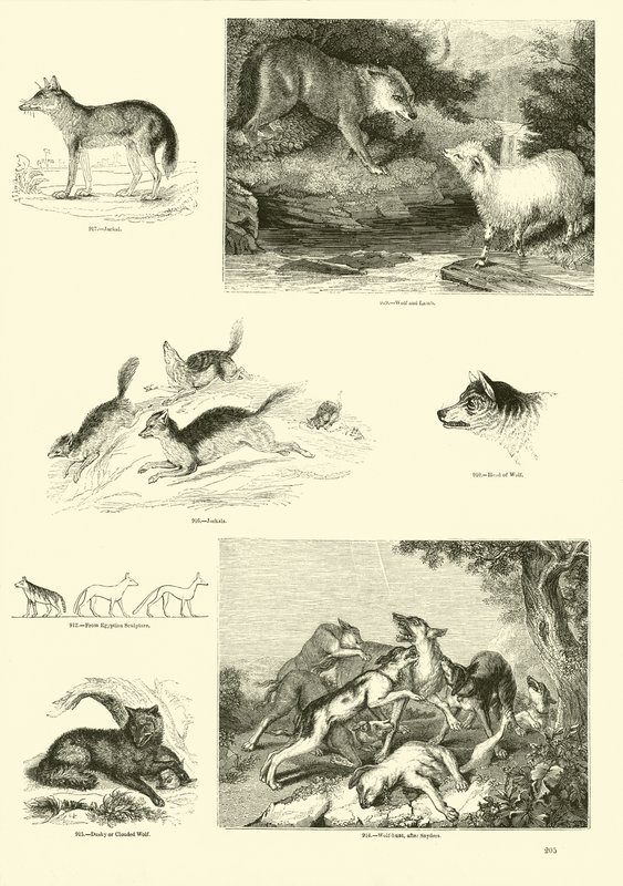 Side fra The Pictorial Museum of Animated Nature av English School