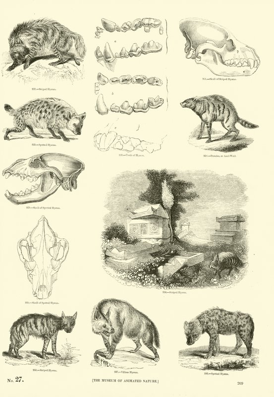 Side fra The Pictorial Museum of Animated Nature av English School