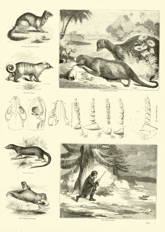 Side fra The Pictorial Museum of Animated Nature av English School