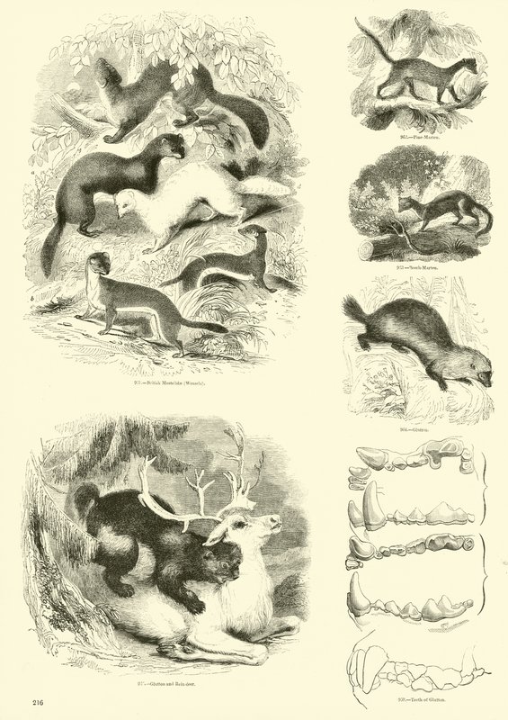Side fra The Pictorial Museum of Animated Nature av English School