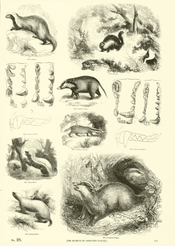Side fra The Pictorial Museum of Animated Nature av English School