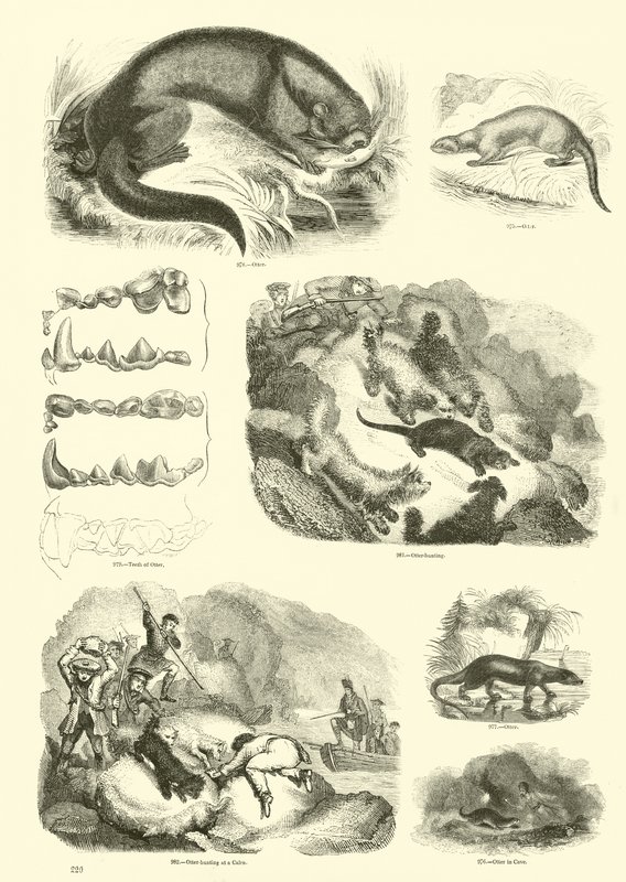 Side fra The Pictorial Museum of Animated Nature av English School