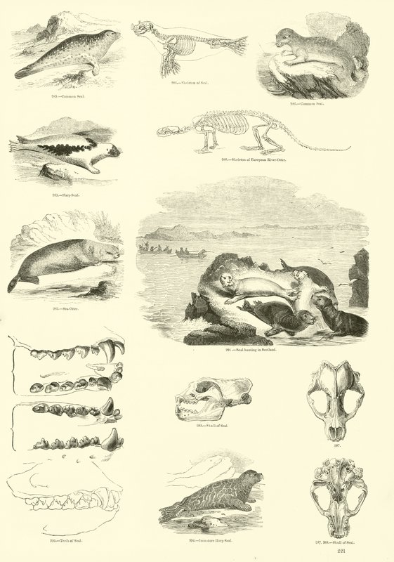 Side fra The Pictorial Museum of Animated Nature av English School