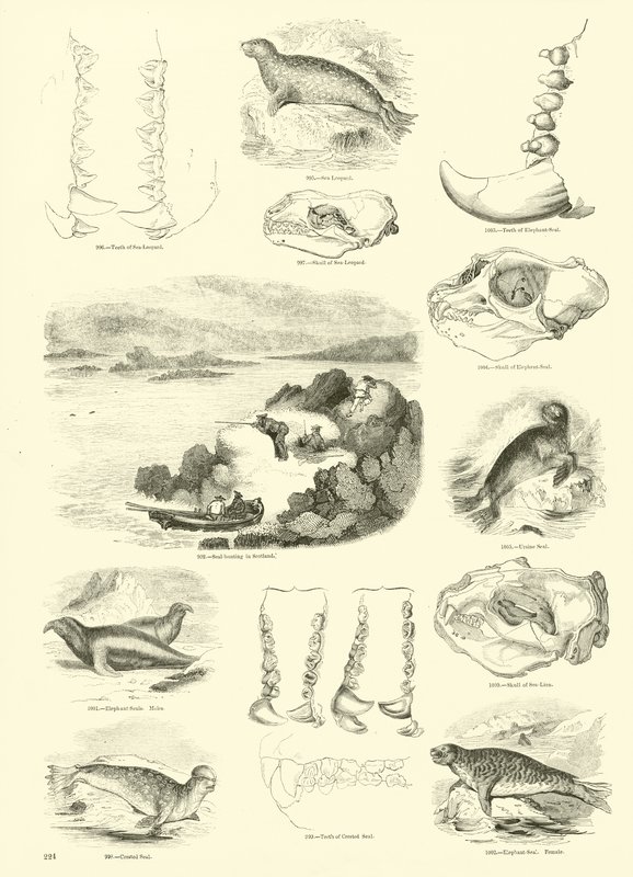 Side fra The Pictorial Museum of Animated Nature av English School
