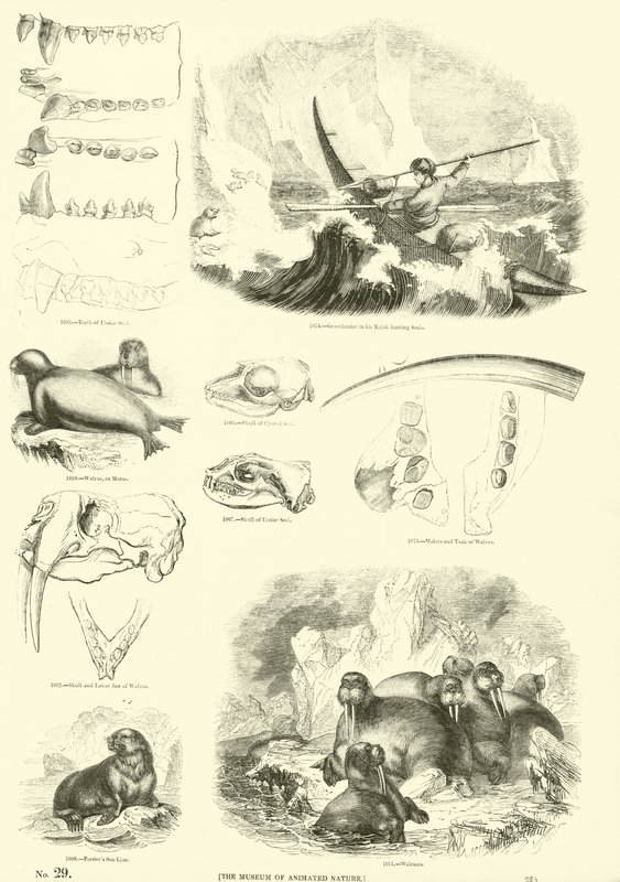 Side fra The Pictorial Museum of Animated Nature av English School