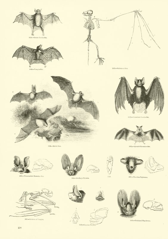 Side fra The Pictorial Museum of Animated Nature av English School