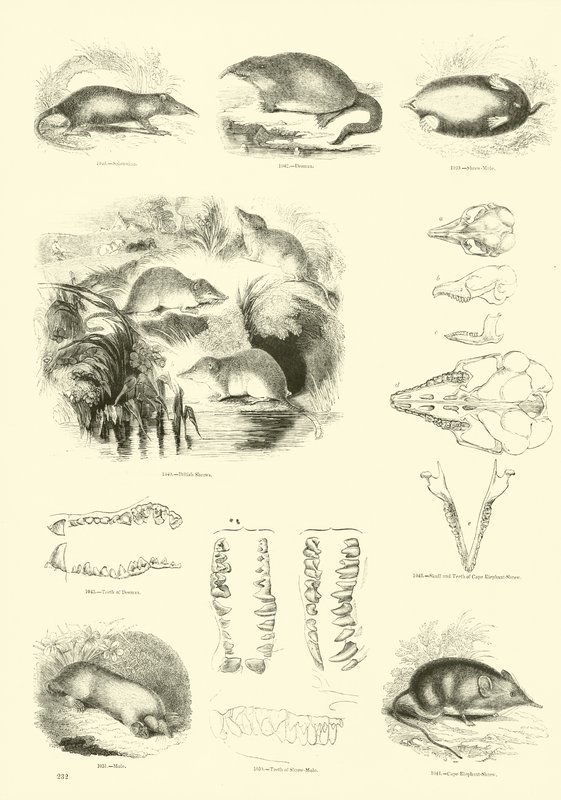 Side fra The Pictorial Museum of Animated Nature av English School