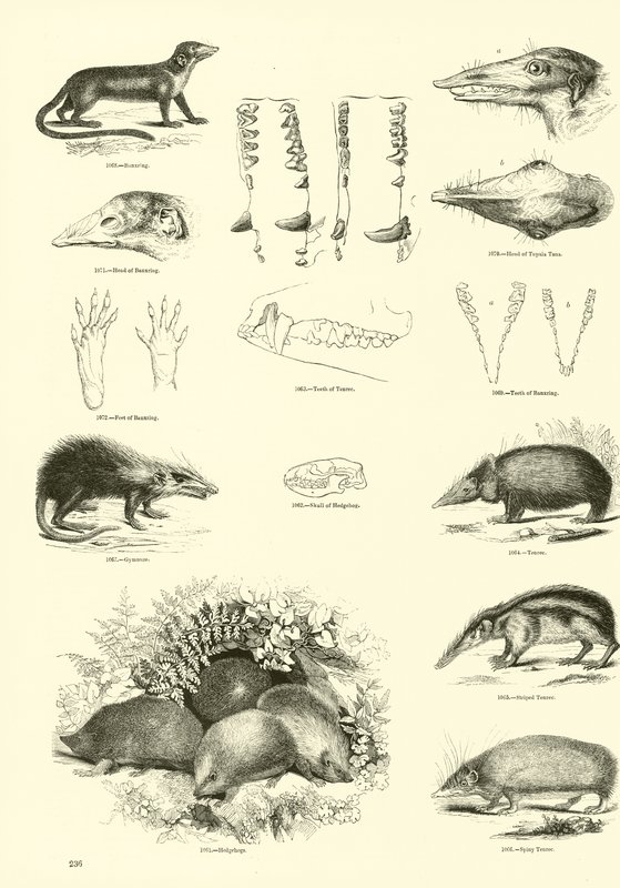 Side fra The Pictorial Museum of Animated Nature av English School