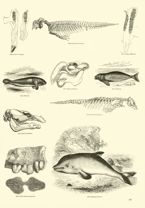 Side fra The Pictorial Museum of Animated Nature av English School