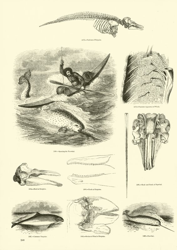 Side fra The Pictorial Museum of Animated Nature av English School