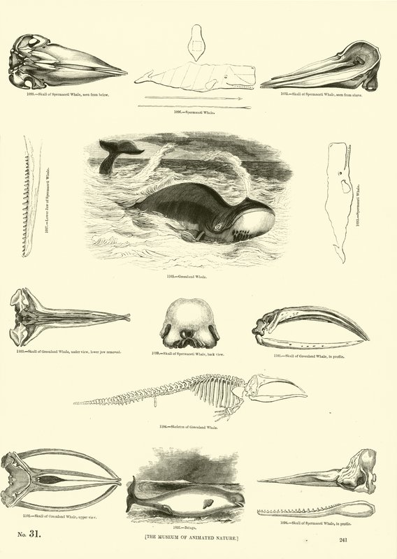Side fra The Pictorial Museum of Animated Nature av English School