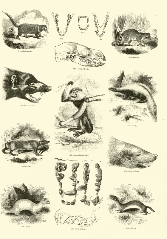 Side fra The Pictorial Museum of Animated Nature av English School