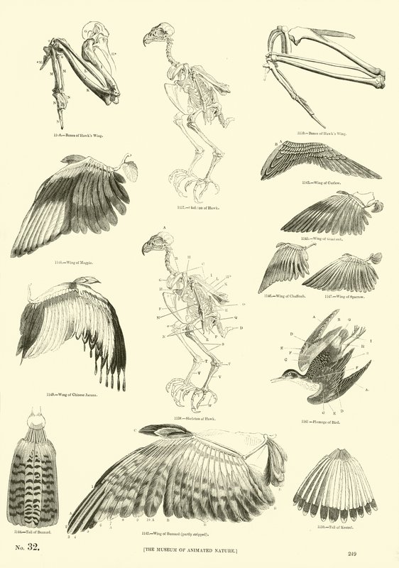 Side fra The Pictorial Museum of Animated Nature av English School