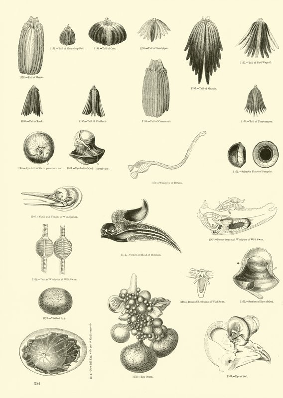 Side fra The Pictorial Museum of Animated Nature av English School