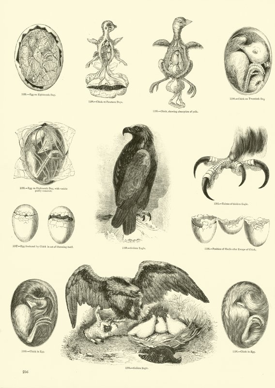 Side fra The Pictorial Museum of Animated Nature av English School