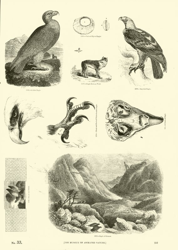 Side fra The Pictorial Museum of Animated Nature av English School