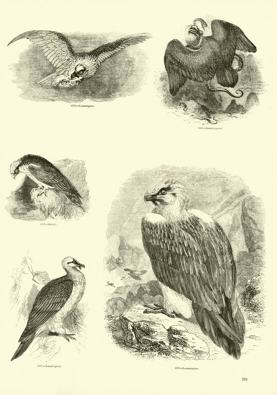 Side fra The Pictorial Museum of Animated Nature av English School