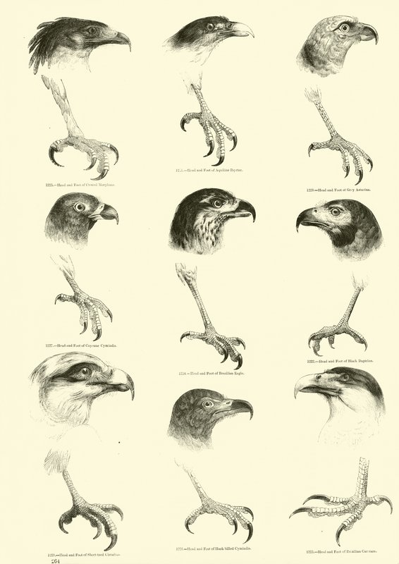 Side fra The Pictorial Museum of Animated Nature av English School