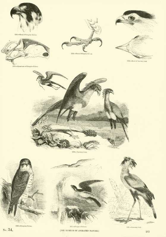 Side fra The Pictorial Museum of Animated Nature av English School