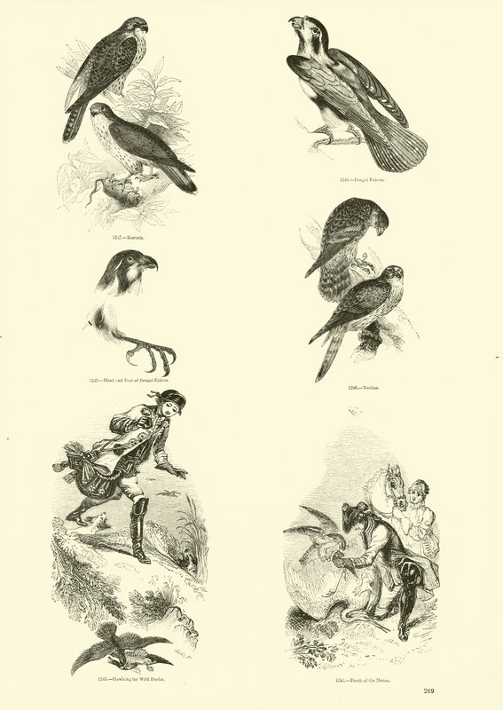 Side fra The Pictorial Museum of Animated Nature av English School