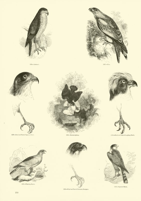 Side fra The Pictorial Museum of Animated Nature av English School