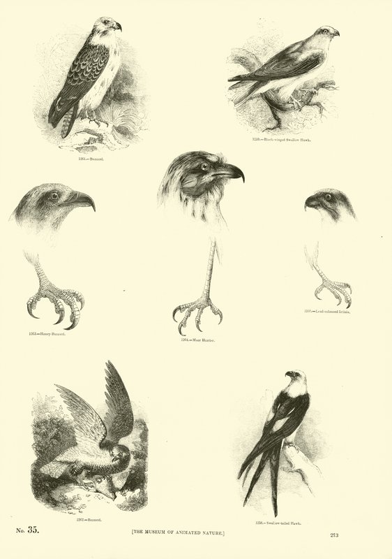 Side fra The Pictorial Museum of Animated Nature av English School
