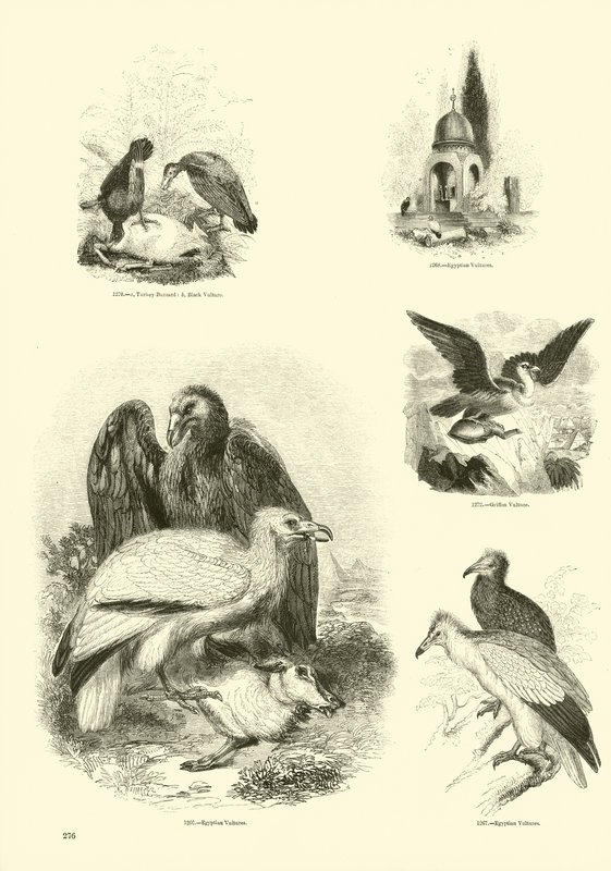 Side fra The Pictorial Museum of Animated Nature av English School
